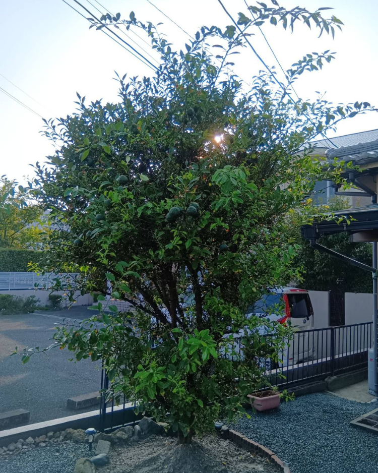 柚子の木
